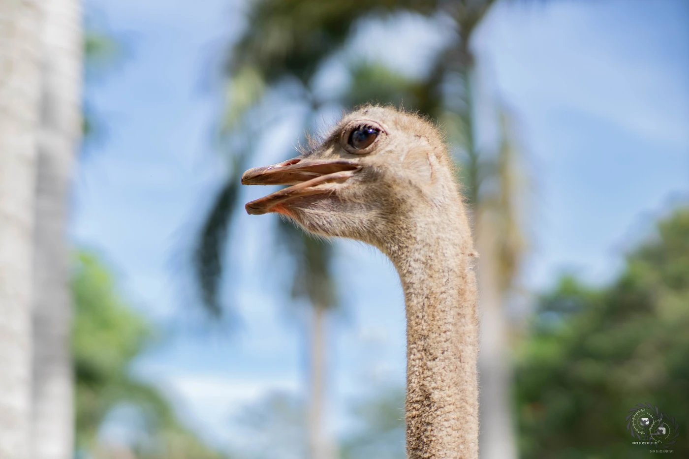 Crocodile Park Sanctuary — Ostrich