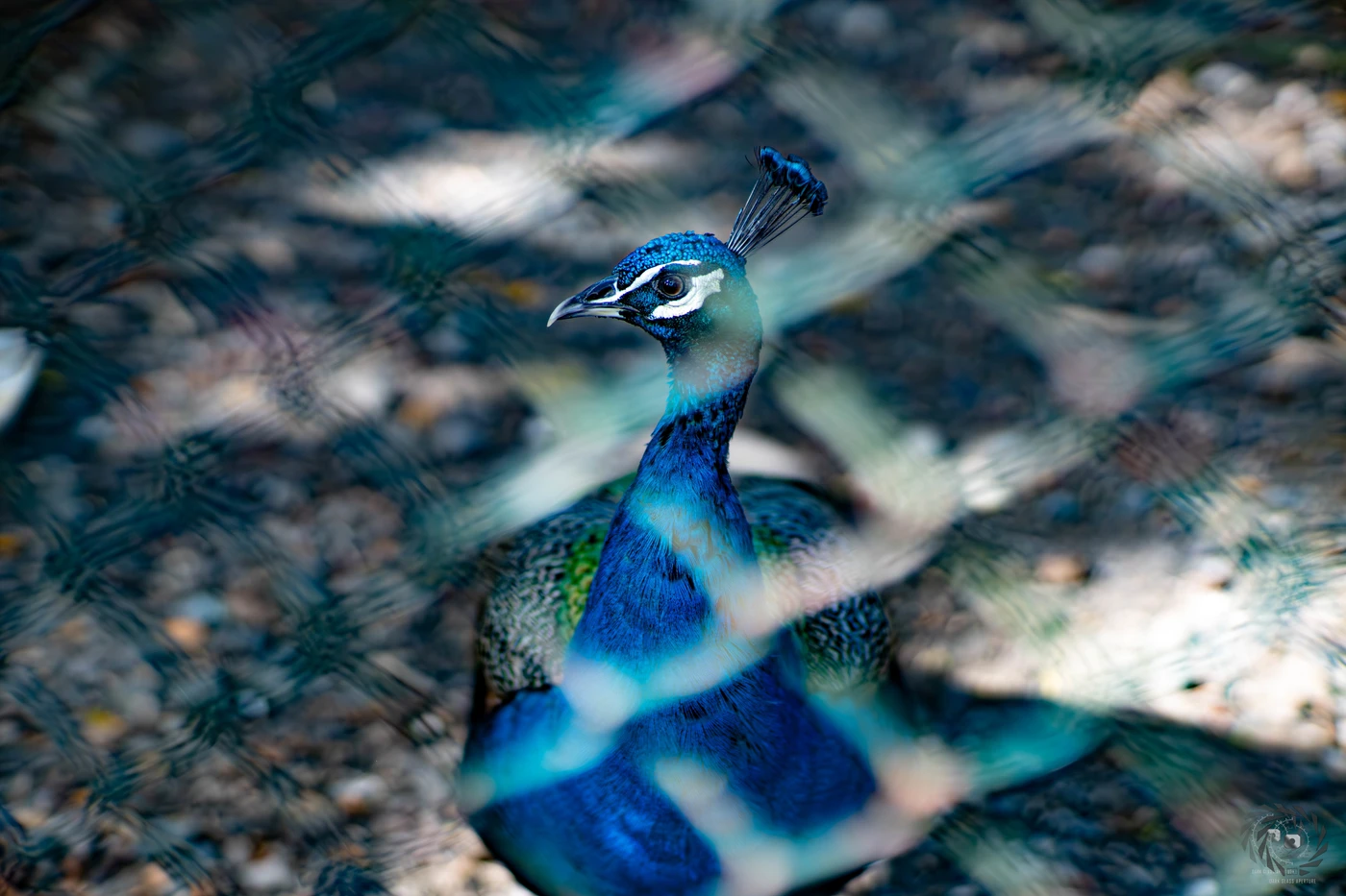 Crocodile Park Sanctuary — Blue Feathered Peacock