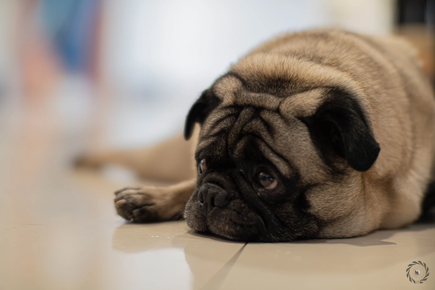 La Herencia — mascot dog Pogo