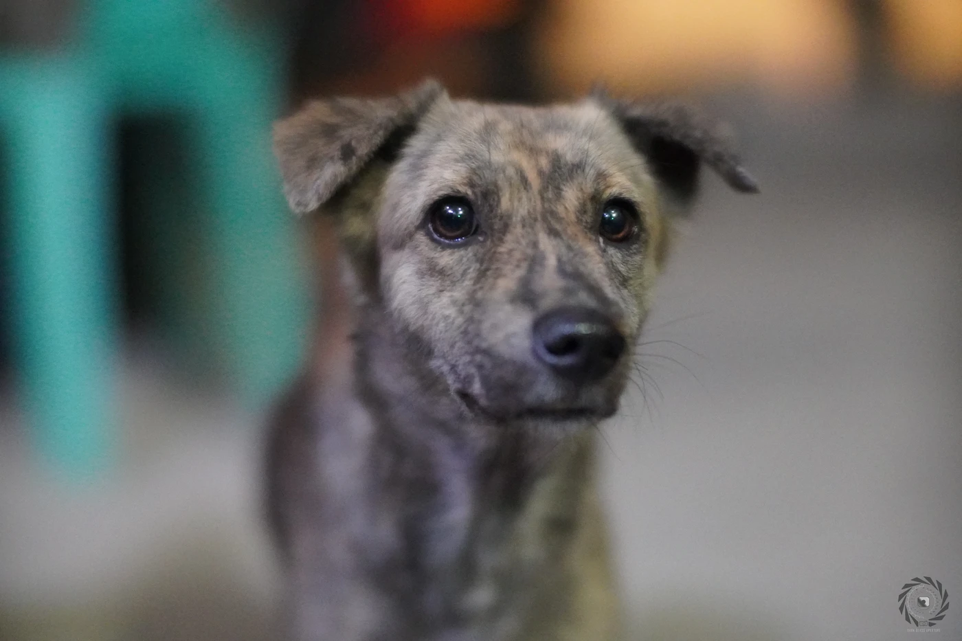 Philippine Witch Dog