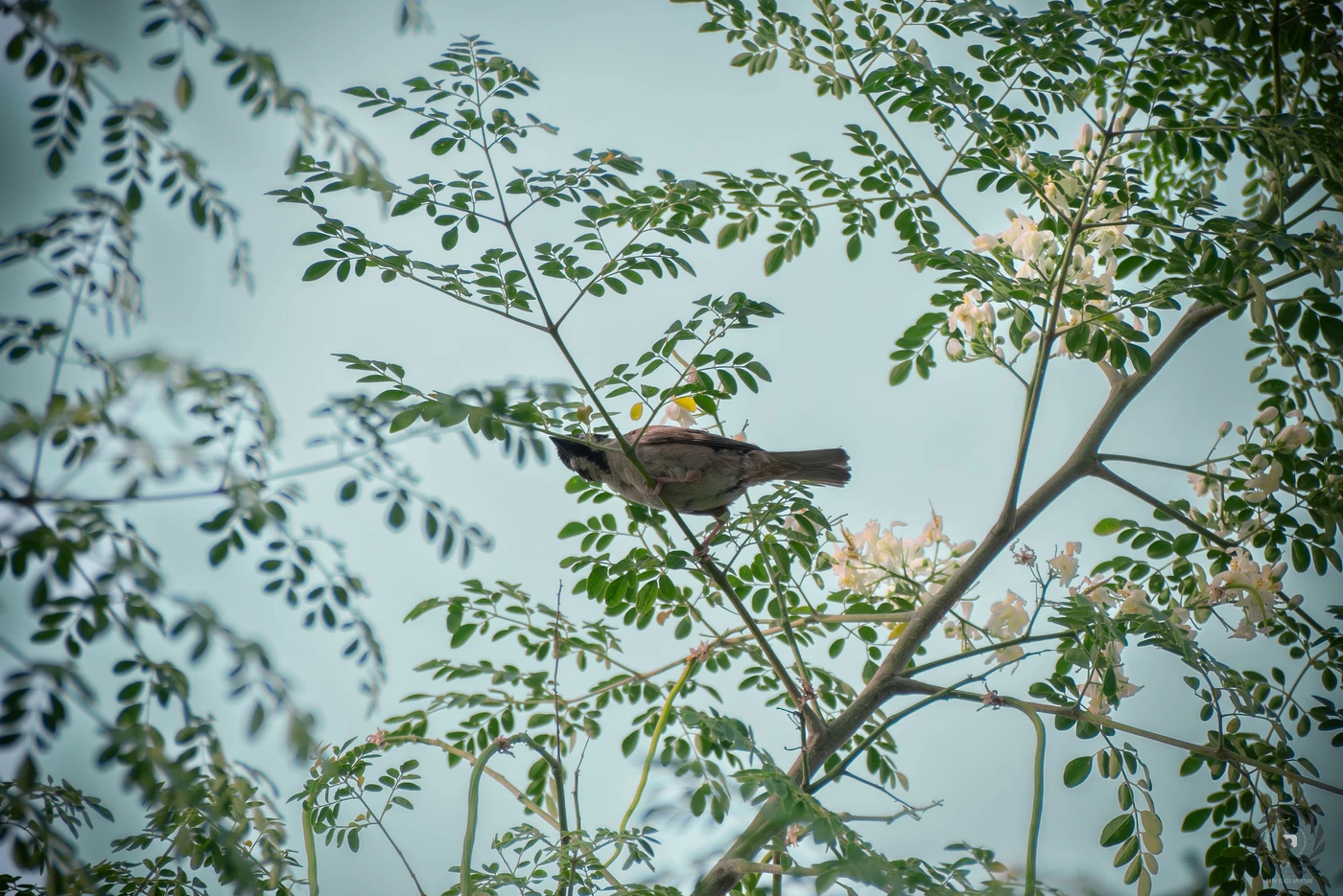 Philippine Maya Bird (Eurasian Tree Sparrow)