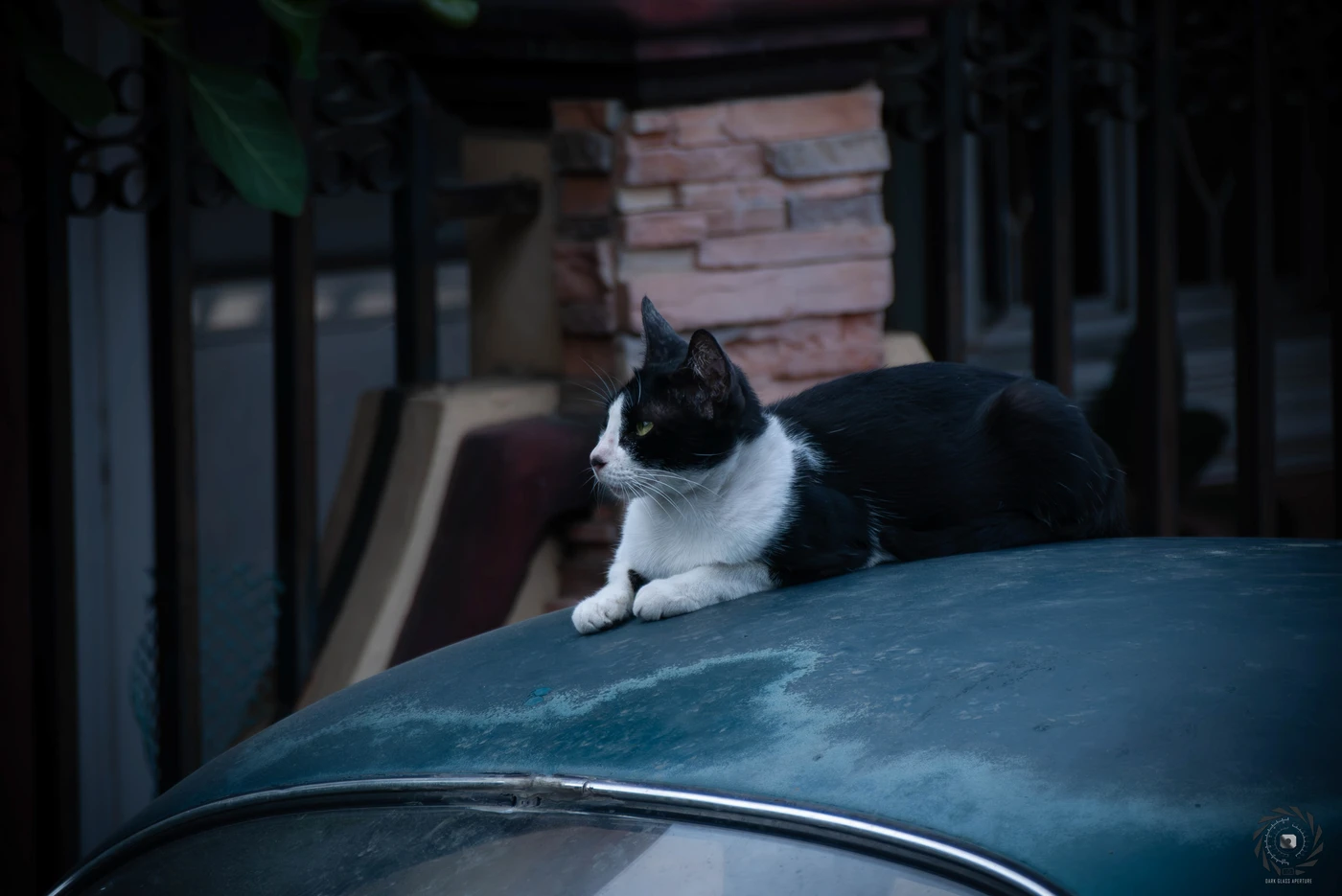 Stray cat on a 1964 VW Beetle